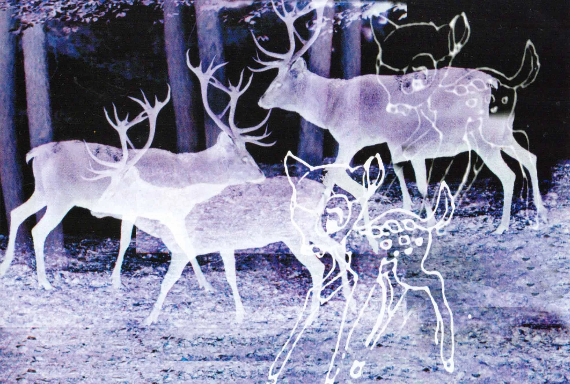 Niki Kapokaki — Lost in the Woods