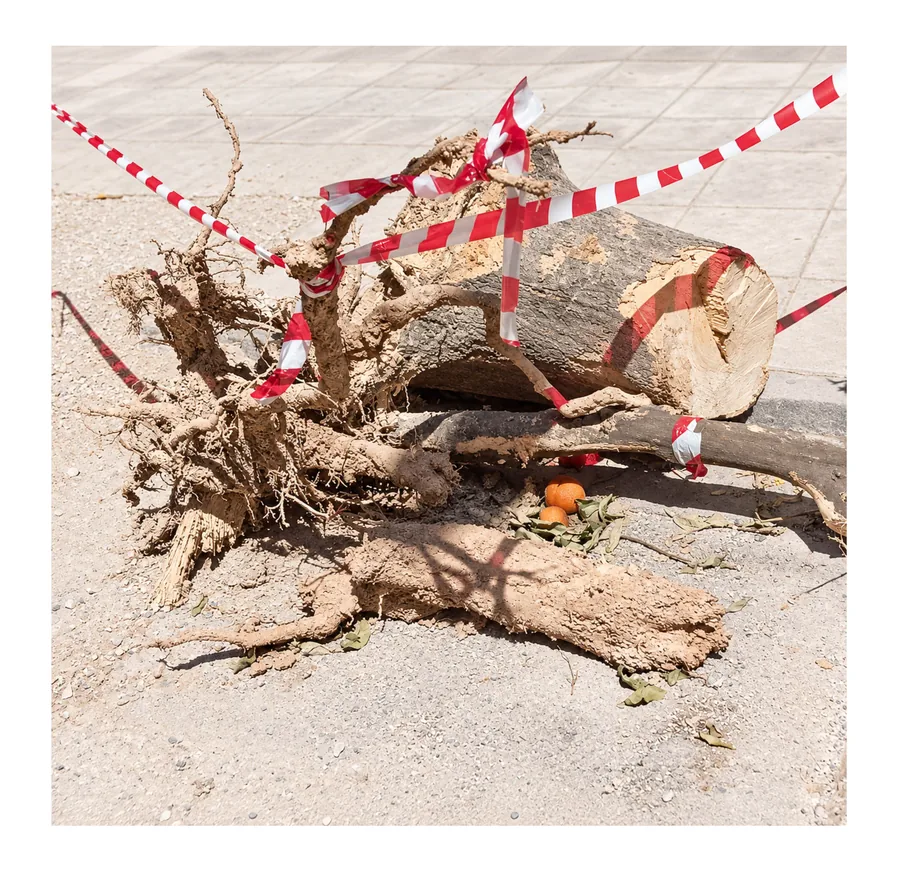 Still Growing — photograph 4