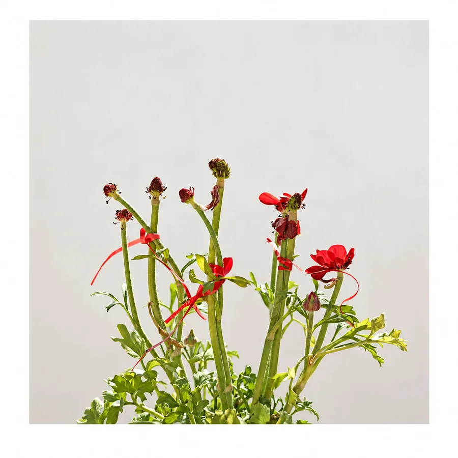 Still Growing — photograph 5