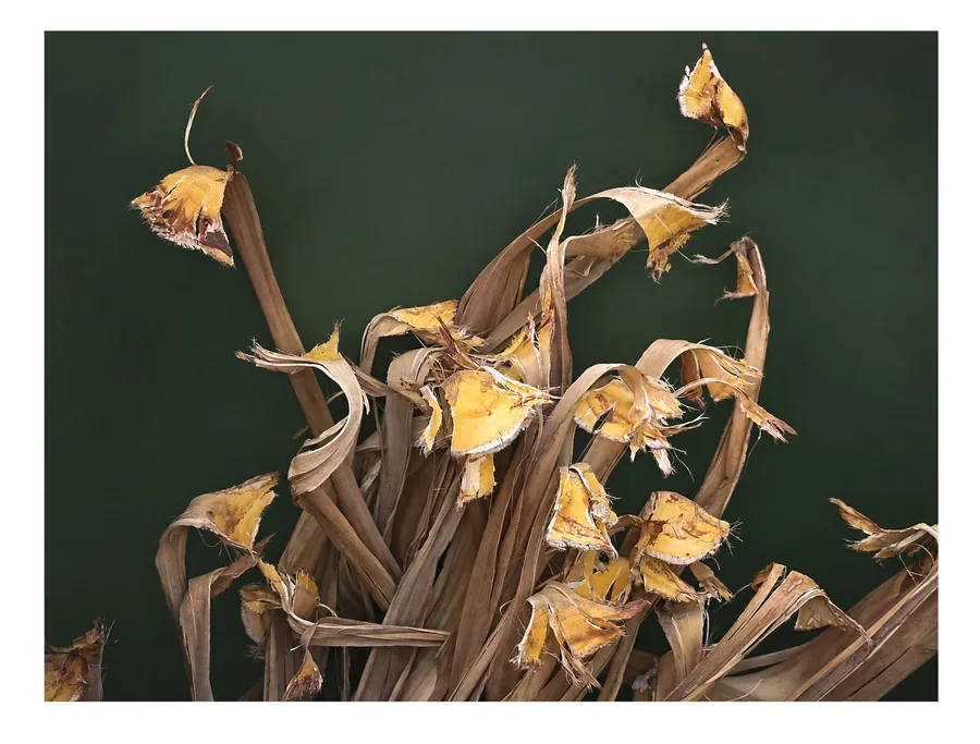 Still Growing — photograph 6