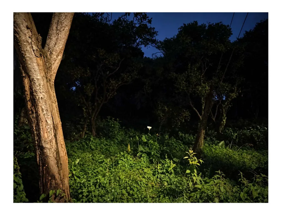 Still Growing — photograph 9