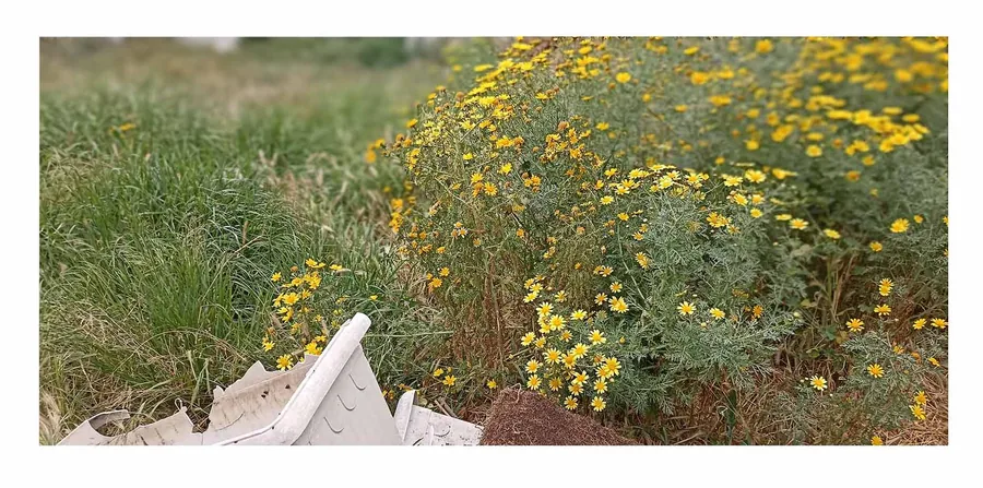 Still Growing — photograph 16